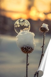   Постер Мыльный пузырь на сухом растении ,покрытом снегом