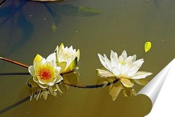  Лист лотоса Комарова лежит на воде в пруду. Его окружают миниатюрные белые цветы