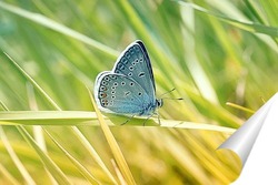   Постер голубая бабочка