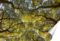   Постер Кроны деревьев с ветвями и листьями