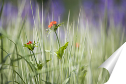   Постер цветы в луговой траве