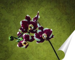  Орхидея фаленопсис Фейерверк
