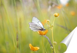  Бабочка на цветке одуванчика