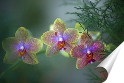   Постер орхидеи  
