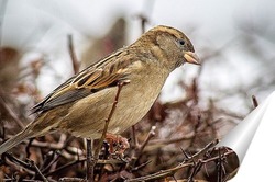  Goldfinch, Carduelis carduelis, perched on wooden perch with blurred natural background