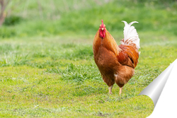   Постер Beautiful Rooster standing on the grass in blurred nature green background.rooster going to crow.