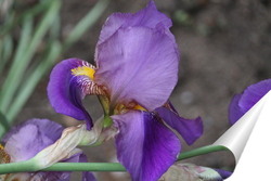   Постер ирис