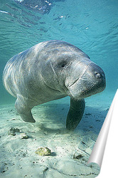   Постер Manatee007