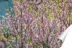  Рудбекия солнечная