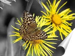  Желтая бабочка на красном цветке