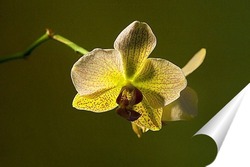   Постер орхидея  