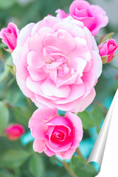   Постер Pink roses in the garden. Floral summer background