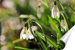   Постер Весенняя акварель