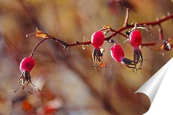   Постер Лесные ягоды, лесные кармельки