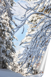   Постер Ветвь дерева, покрытая снегом