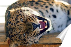  Леопард