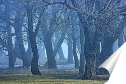  Ольховый зимний лес