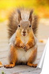  Red squirrel sits in the grass..	