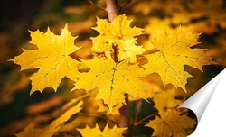  Осенние кленовые листья