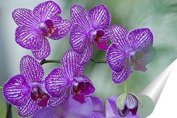  орхидея    