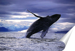  whale018
