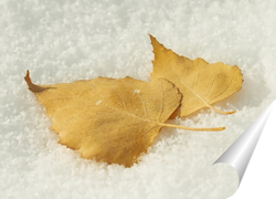   Постер Берёзовые листья на снегу