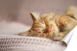   Постер Спящий кот породы Мейн-Кун