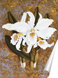   Постер Орхидеи белые
