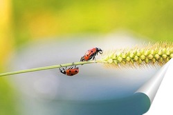  House fly, Fly, House fly on leaf.	