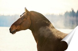  Величие лошади