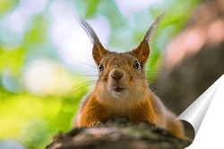  Red squirrel sitting on a tree branch in winter forest and nibbling seeds on snow covered trees background.