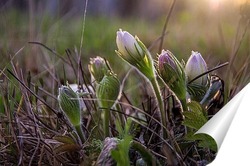  Весенняя акварель