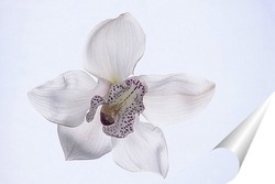   Постер Цветок орхидеи цимбидиум