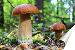  Beautiful birch bolete (birch mushroom, rough boletus or brown-cap fungus) in grass with autumn leaves.