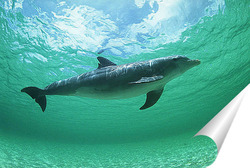   Постер Dolphin105