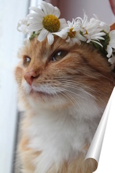   Постер золотой кот