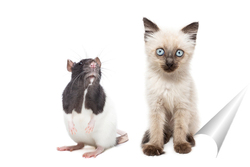  animals on isolated white background