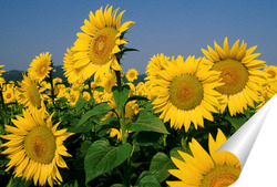  Beautiful landscape with sunflower field over blue sky. Nature concept..	