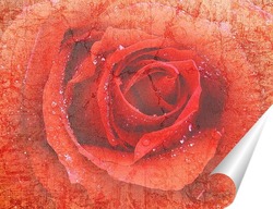   Постер Алая роза с капельками