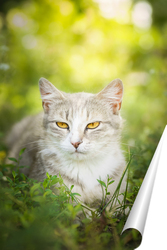   Постер Gray striped cat walks on a leash on green grass outdoors..