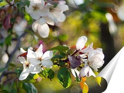   Постер Волшебство весенних яблонь