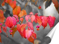  Осенний цвет бересклета