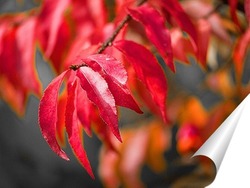   Постер Осенний цвет бересклета