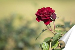  Роза в осеннем саду