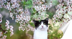  котенок в майском саду