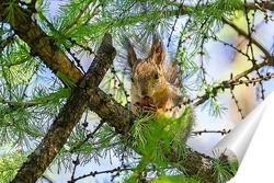  Red squirrel sitting on a tree branch in winter forest and nibbling seeds on snow covered trees background.