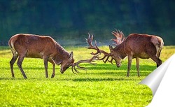   Постер Благородный олень