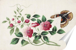   Постер Бабочка и пионы
