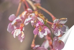  Ветка цветущего кораллового дерева