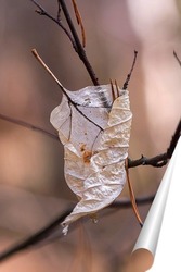   Постер сухой лист , пронзённый веткой дерева